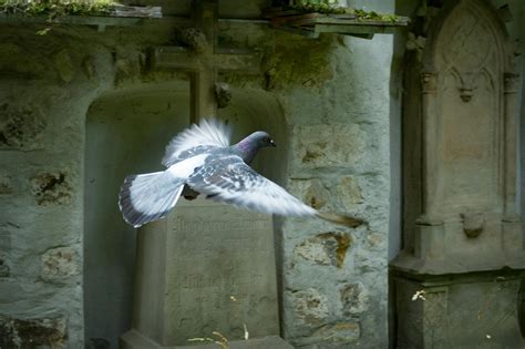 Flying White Pigeon Near Burial Vault · Free Stock Photo