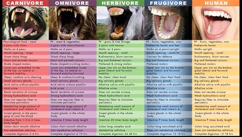Omnivore Teeth Diagram