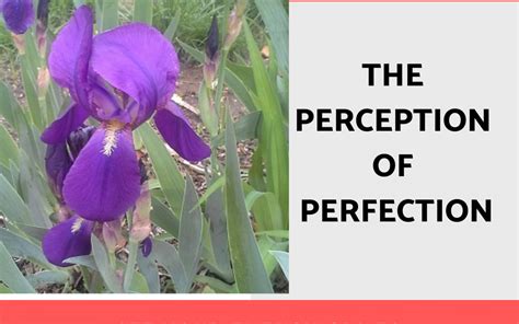 Perception Of Perfection Enlightening Life