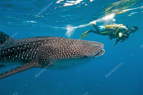 Китовая акула и подводный фотограф стоковая фотография © Criso