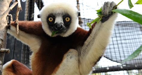 Duke Lemur Center Educates And Entertains Our State Magazine