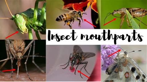 Insect Mouthparts Youtube