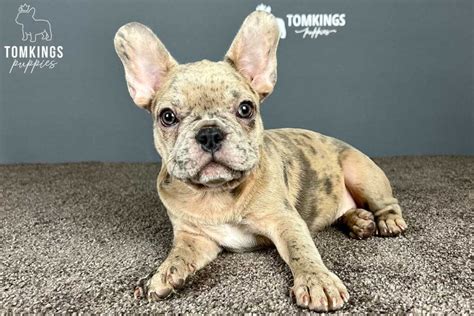 The Ultimate French Bulldog Price List Tomkings Kennel