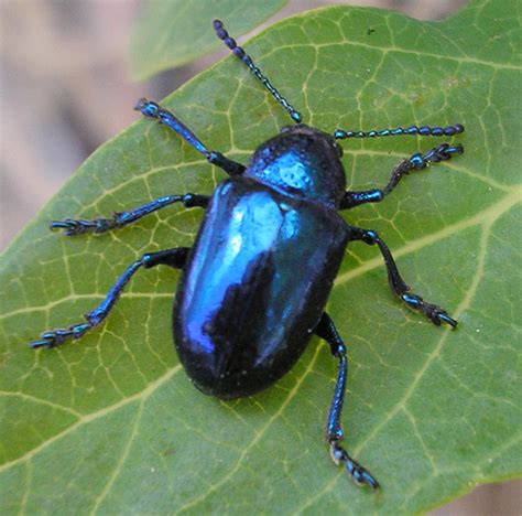 milkweed beetle chrysochus cobaltinus bugguide