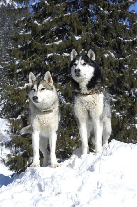 Two Siberian Huskys Sitting In A Snowy Landscape Stock Image Image Of