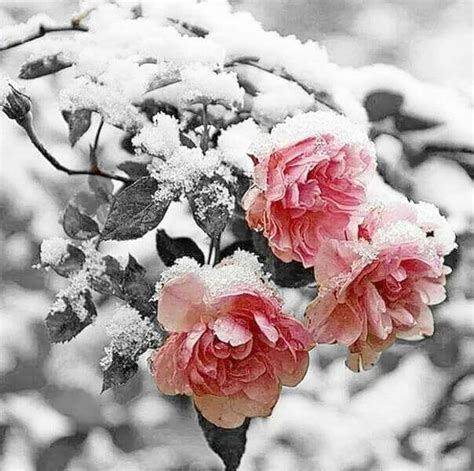 Winter Roses Beautiful Flowers Rose Winter Rose