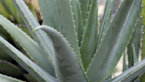 Check spelling or type a new query. How to Plant Aloe Vera Plants Outside | Garden Guides