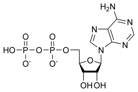 You learned how to launch an application. File:ADP chemical structure.png - 维基百科，自由的百科全书