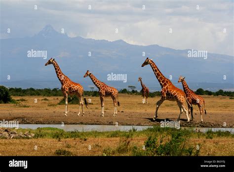 Mount Kenya Wildlife Conservancy Hi Res Stock Photography And Images