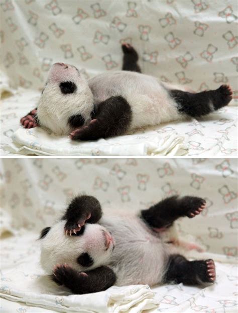 Cute Animal Pictures Baby Panda Sleeping Goodtoknow