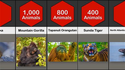 Comparison Endangered Animals Youtube