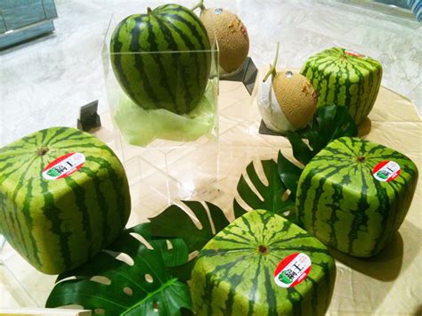Here is everything you need to know about how to grow watermelons in a dig a hole using a small trowel and place the seedling in it. Fun Fact Friday: In Japan, they grow square watermelons in ...