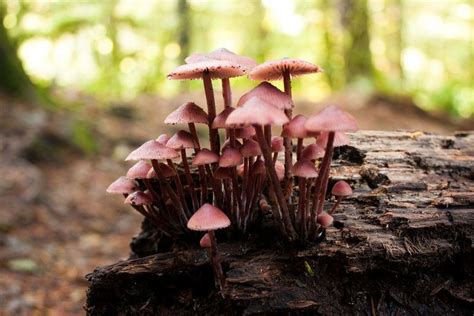 Fungus Friends Stuffed Mushrooms Fungi Vegetables
