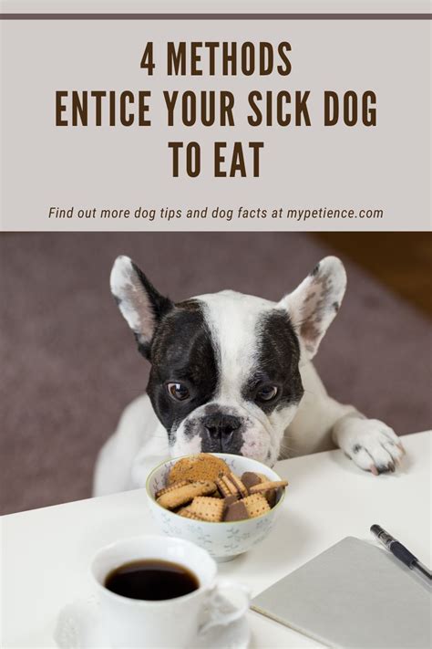 If your veterinarian suspects your dog is having an adverse food reaction, they may recommend performing an elimination diet trial. How Long Can a Dog Go Without Food and Eating? in 2020 ...