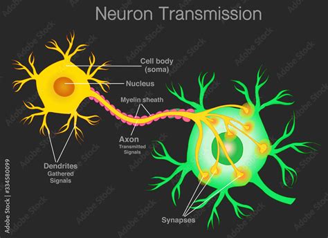 Neuron Transmission Transduction Nerve Cell Sensory Pathway Neuron