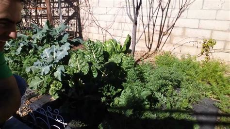 Maybe you would like to learn more about one of these? How to Winter garden southern California - YouTube