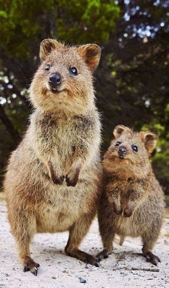 Mother And Baby Quokka Animaux Australie Animaux Photo