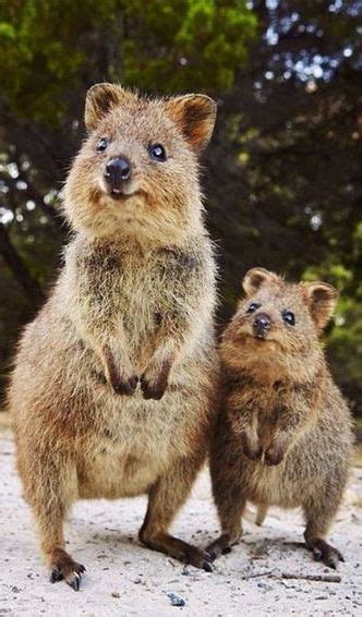 These little marsupials will coat you with sweetness and tug at your heartstrings until you swear your allegiance to them. Quokka Immagini Divertenti