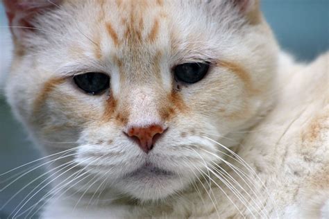 Adopt A Senior Cat This November Adopt A Senior Pet Month Viral