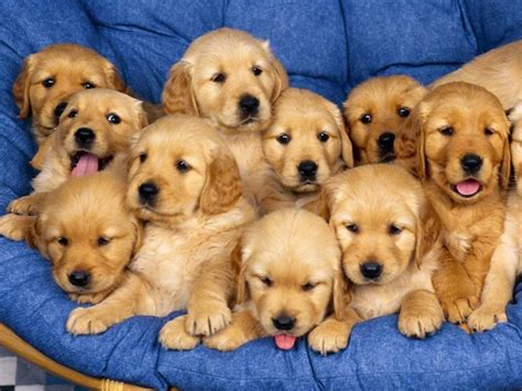 Consider leaving the shelter with your notes and pictures and giving the decision more thought before coming back to adopt a dog. Cute puppies to adopt! - Teddybear64 Photo (16707546) - Fanpop
