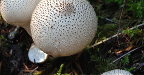 What Mushrooms Popping Up In Lawns Means