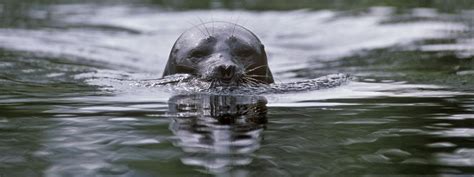 Saimaa Ringed Seal Wwf