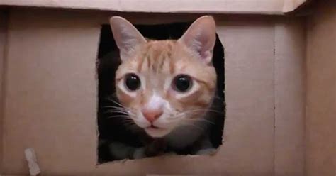 Owner Builds Cats Maze With 50 Boxes 3 Million Have Watched Them