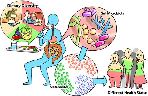 The Gut Microbiome Metabolomic Human Health Axis Download Scientific