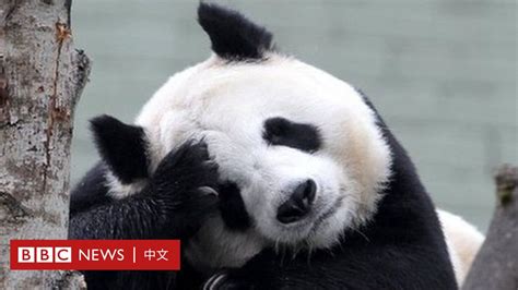 New Archaeological Research Finds Close Relatives Of Giant Pandas Lived