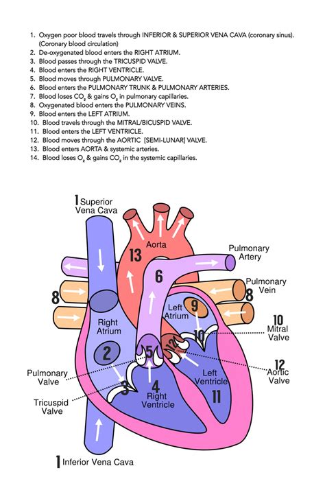 Heart Blood Circulation Flow Chart