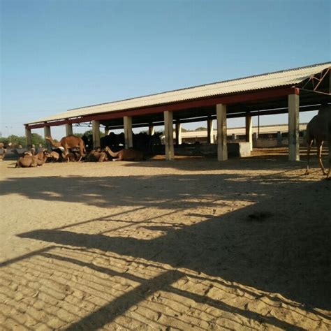 There are about 300 camels in the research centre. National Research Centre On Camels