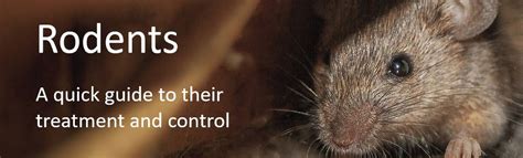 Rodents A Quick Guide To Their Treatment And Control Agserv Pest