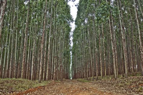 Global Forest Coalition The Impacts Of Tree Plantations On Women