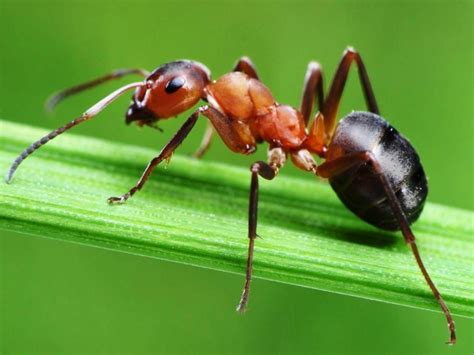 Gambar Semut Merah Pada Daun Fotografi Makro Cool Pictures Ants
