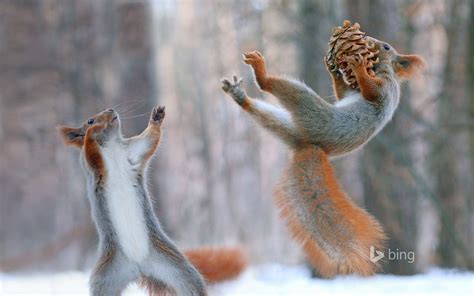 Eurasian Red Squirrels In Action © Vadim Trunovsolent Newsrex