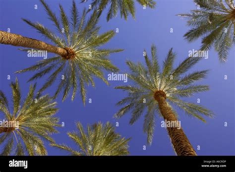 Palm Trees Las Vegas Nevada Usa Stock Photo Alamy