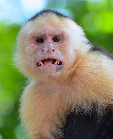Yeah Id Try Tooth Whitener Why Not Capuchin Monkey New World
