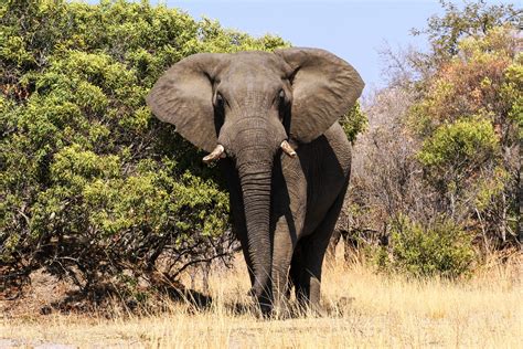 Stunning Photos Of Elephants In The Wild Readers Digest