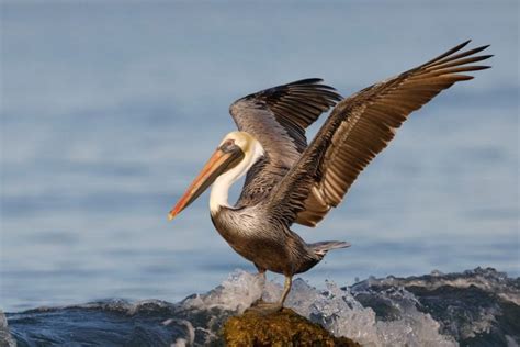Brown Pelican Fact And Information Guide American Oceans