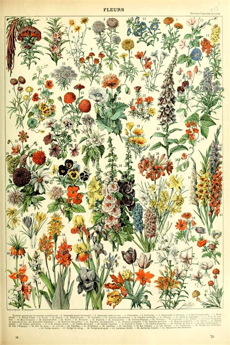 Adolphe Millot Vintage Fleurs Flowers 1909 Print Poster Etsy In 2020