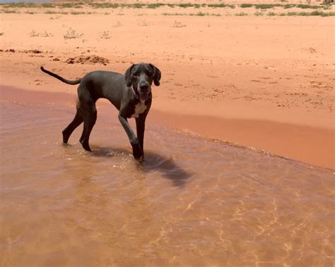 Check out our breed information please call the store to set an appointment to meet your desired puppy in a private, sanitized room. krystal clark, Great Dane Breeder in tucson, Arizona