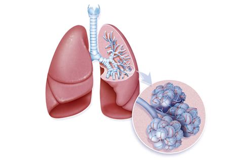 The Function Anatomy And Respiration Of The Lungs