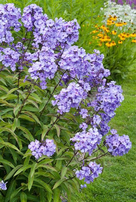 Check spelling or type a new query. Phlox paniculata 'Blue Paradise' incredibly fragrant ...