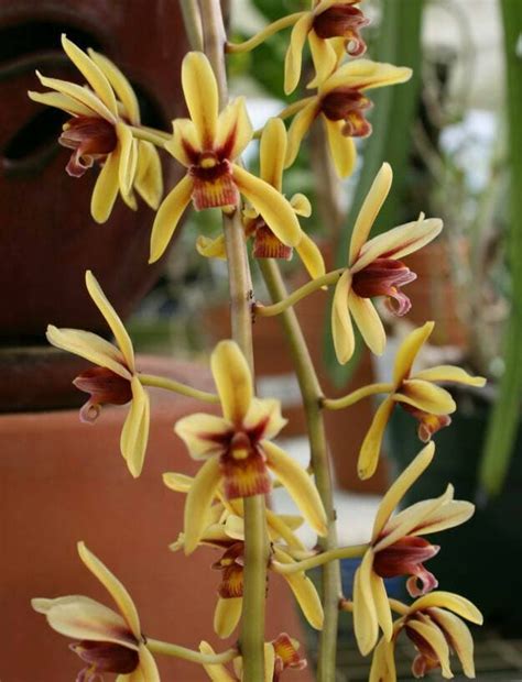 Anggrek Cymbidium Finlaysonianum Jual Anggrek Nugraha Orchid