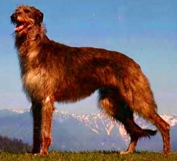 deerhound dog breed health