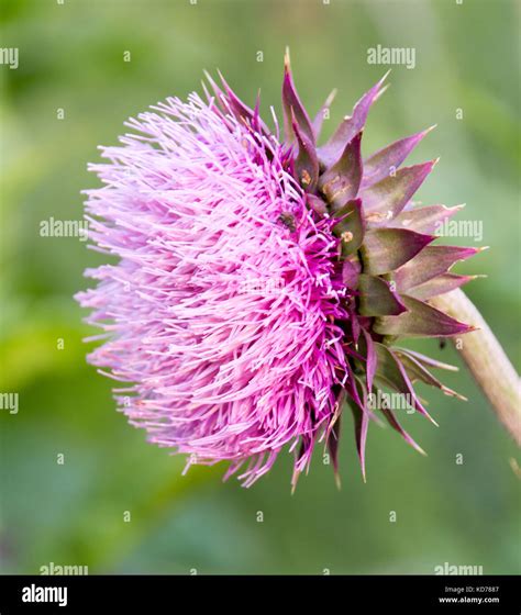 A Pink And Spiky Flower In A Park In Minnesota Stock Photo Alamy
