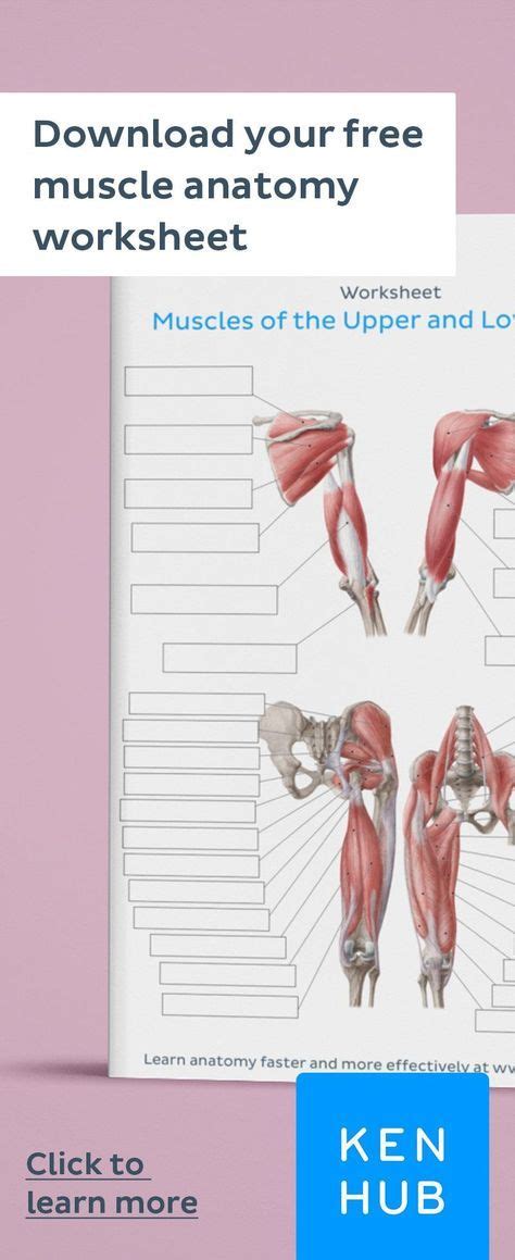 How To Learn All Muscles With Quizzes And Labeled Diagrams Basic