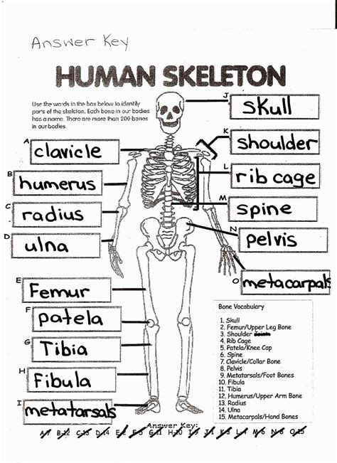 Anatomy Coloring Pages Coloring Page Free Printable Human Anatomy