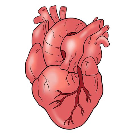 How To Draw A Human Heart Really Easy Drawing Tutorial Easy
