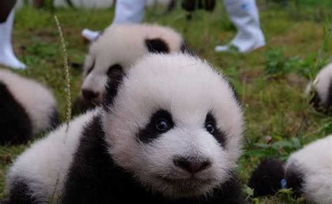 In China 36 Adorable Baby Pandas Make Public Debut Video